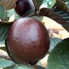 Jambu merah australia