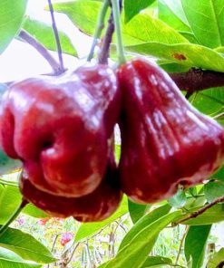 Bibit Jambu air rose apple