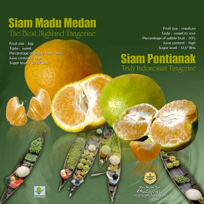 Jeruk siam madu dan siam pontianak