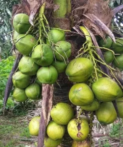 Kelapa Hibrida