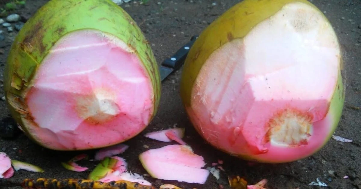 Kelapa wulung