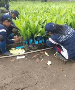 Pinang Betara