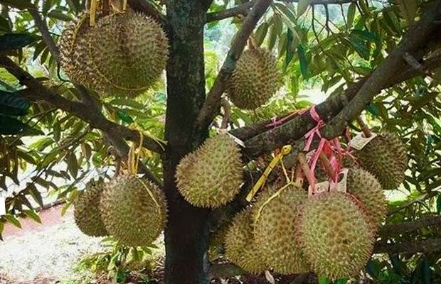 Pohon Durian Kani