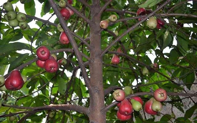 Pohon Jambu bol Jamaika