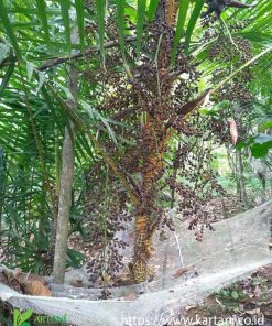 Pohon Jernang Golden