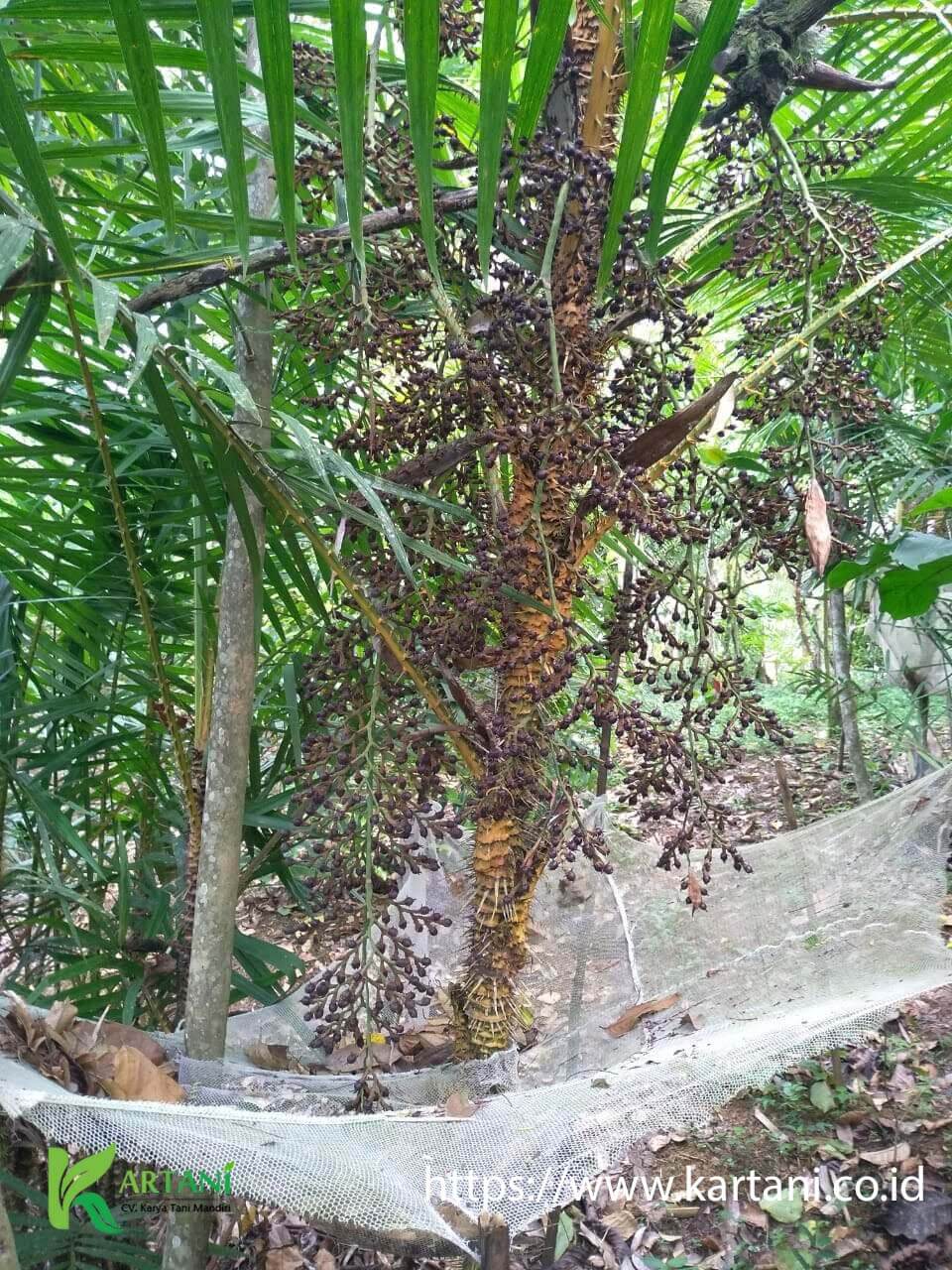 Tren Untuk Jenis Pohon  Rotan  Bunga Hias