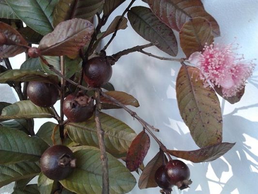 Pohon jambu biji merah Australia