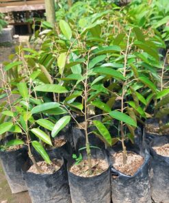 Super Tembaga Klamunod