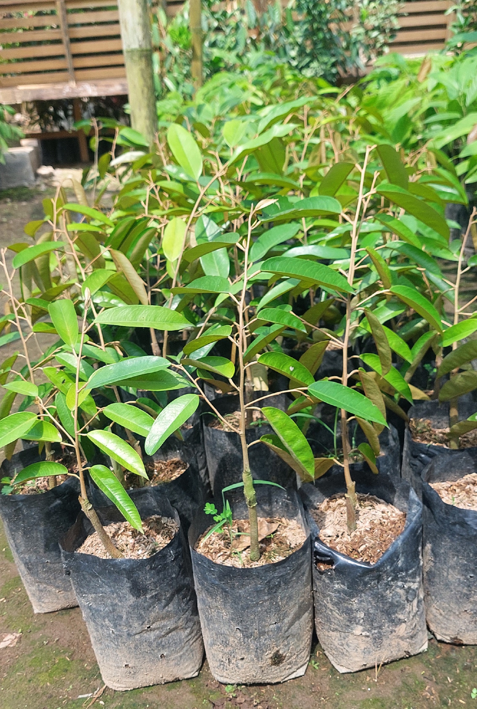 Super Tembaga Klamunod