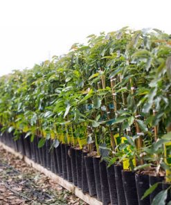 bibit alpukat mentega