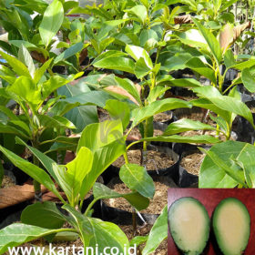 Bibit Alpukat Tanpa Biji (Seedless)