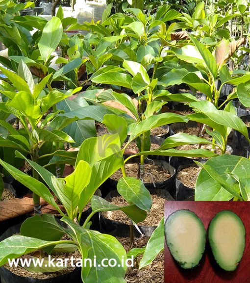 Bibit Alpukat Tanpa Biji (Seedless)