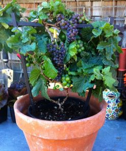 bibit anggur lokal merah