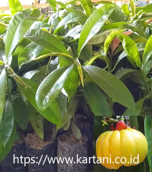 bibit asam gelugur