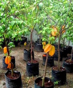 bibit belimbing dewi