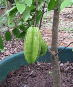 bibit belimbing dewi