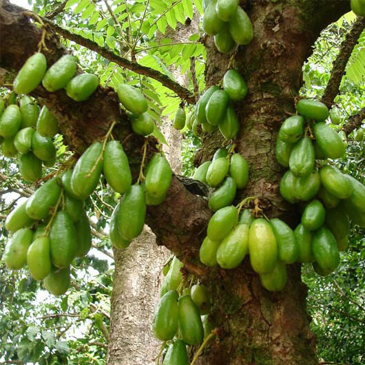 Gambar Pohon Belimbing Berbuah - Gambar Bagian Tumbuhan