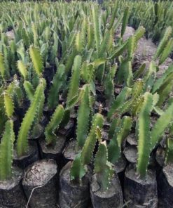 bibit buah naga merah