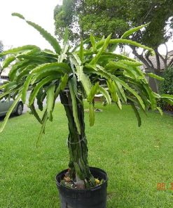 bibit buah naga merah