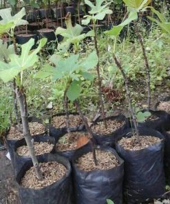 bibit buah tin hijau