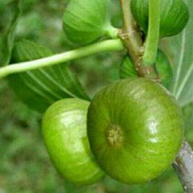 bibit buah tin hijau