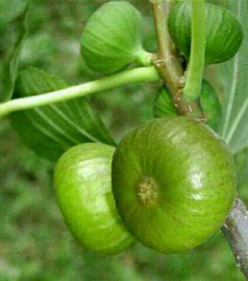 bibit buah tin hijau