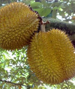bibit durian d24