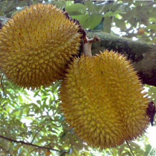 bibit durian d24