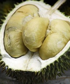 bibit durian d24