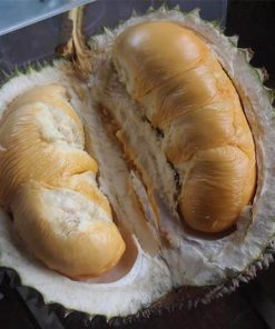 Bibit durian duri hitam