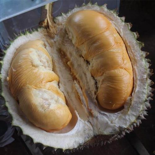 Bibit durian duri hitam