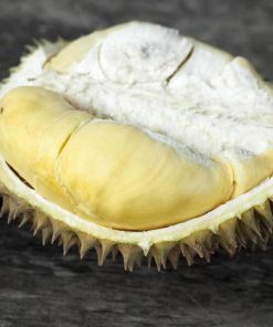 bibit durian kani