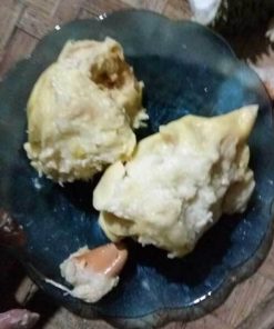 bibit durian kani