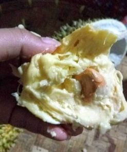 bibit durian kani (chanee)