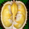bibit durian matahari