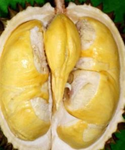 bibit durian matahari