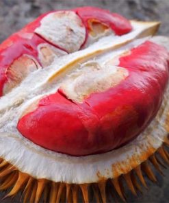 bibit durian merah