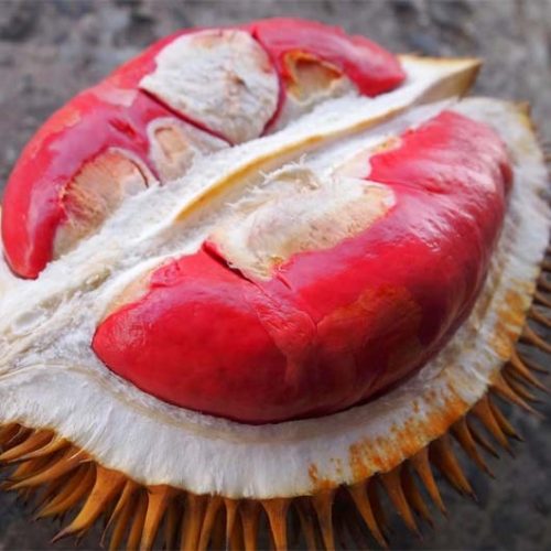 bibit durian merah