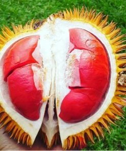 bibit durian merah