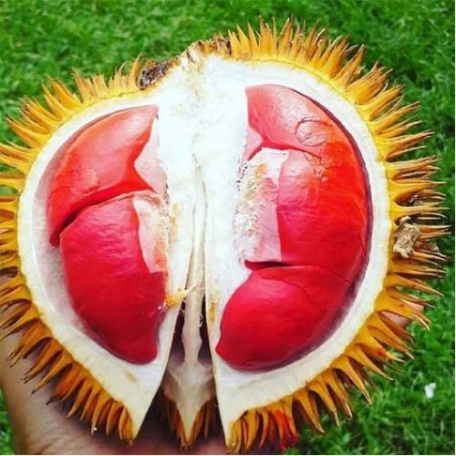 bibit durian merah