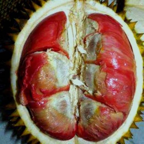 bibit durian merah