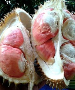 bibit durian pelangi