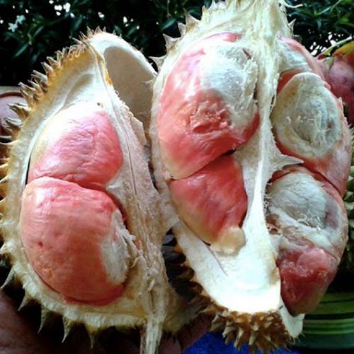 bibit durian pelangi