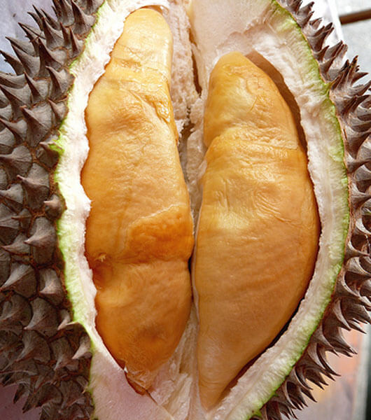 Durian udang price merah Durian Harvests