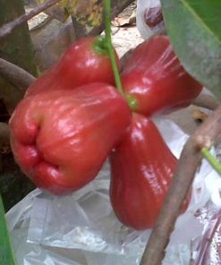 bibit jambu air kesuma merah