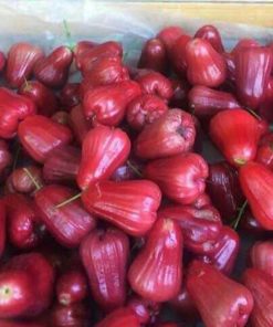 bibit jambu air kesuma merah