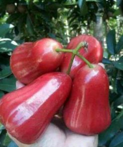 bibit jambu air madu kesuma merah