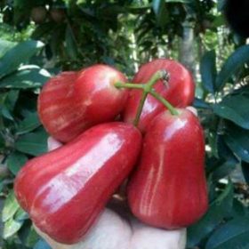 bibit jambu air madu kesuma merah