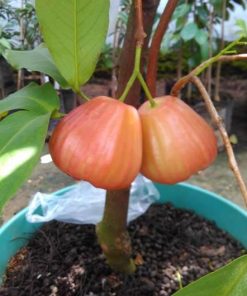 bibit jambu air king rose