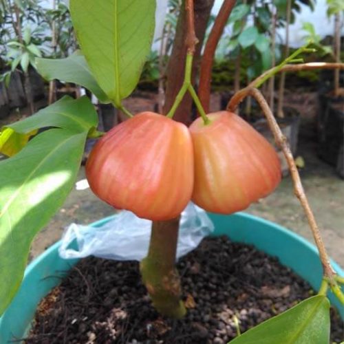 bibit jambu air king rose